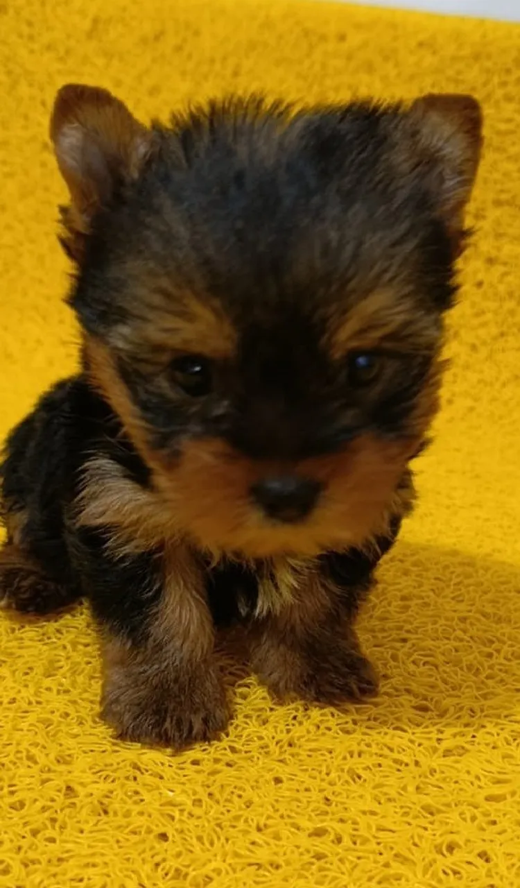 Não É Só Um Cão - É Um Presente  - YORKSHIRE