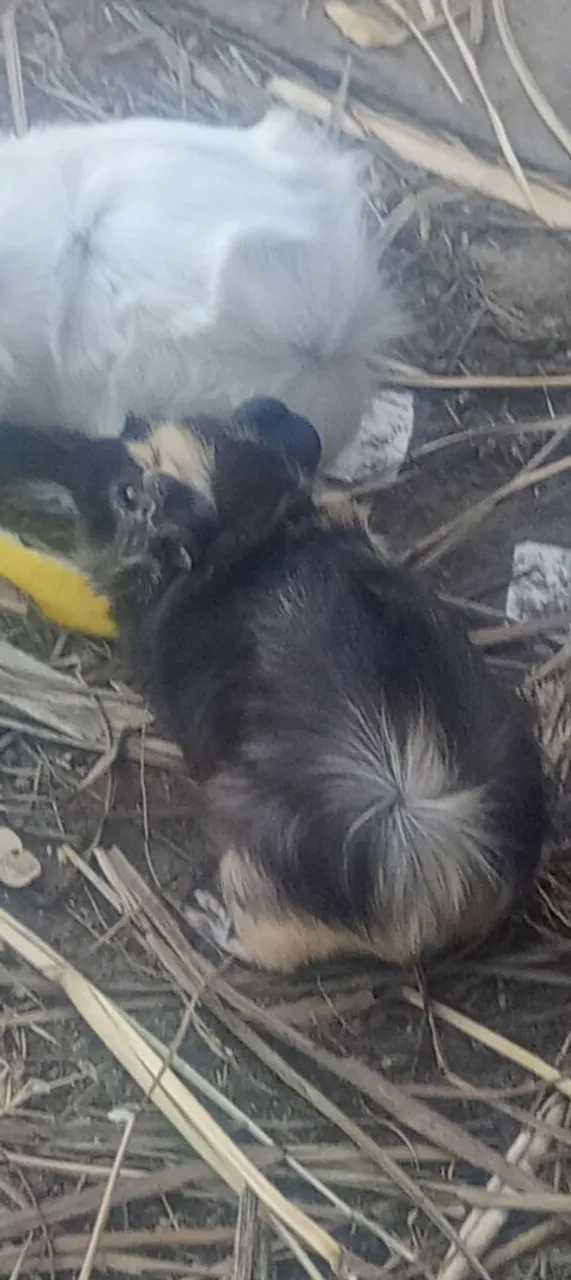 Porquinho da índia 