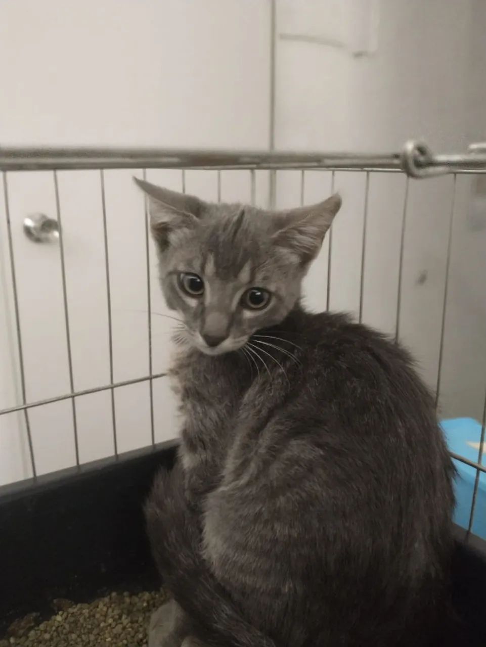 Gatinho cinza disponível para adoção