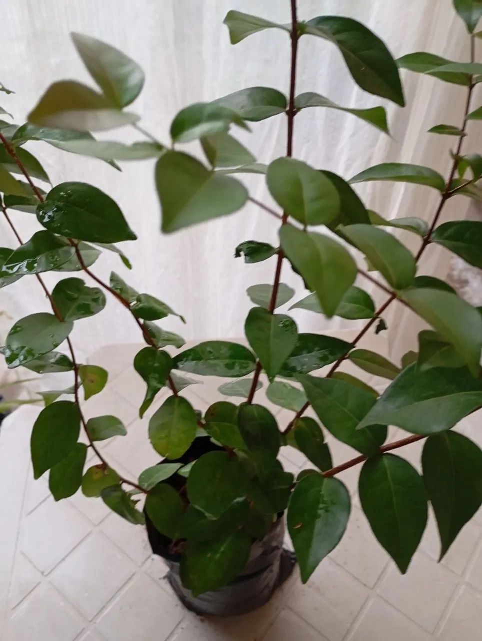 Mudas de croton - Foto 3