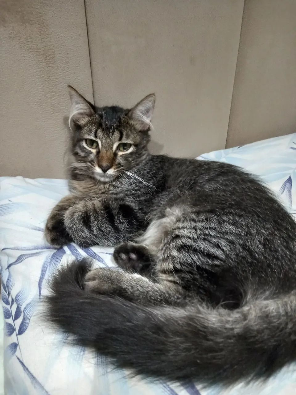 Gatinho cinza disponível para adoção - Foto 3