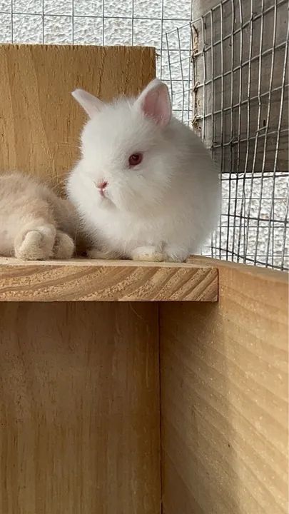 Coelho Anão Netherland darf branco filhote 