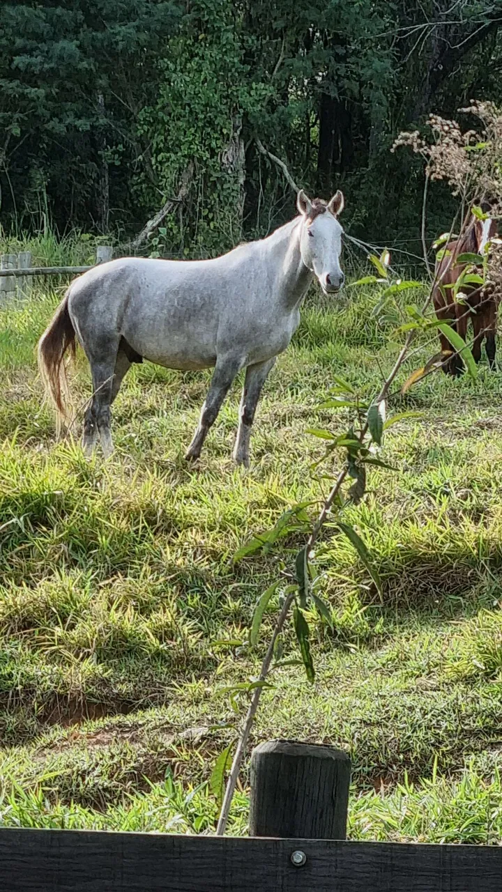CAVALO DE LIDA