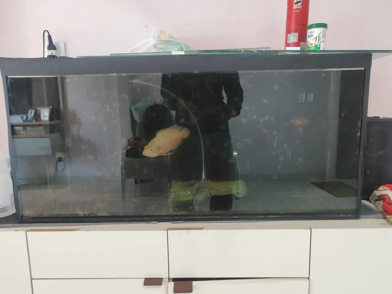 Aquário de Vidro com Peixe 1 .20 frente 40 largo 60 de fundo