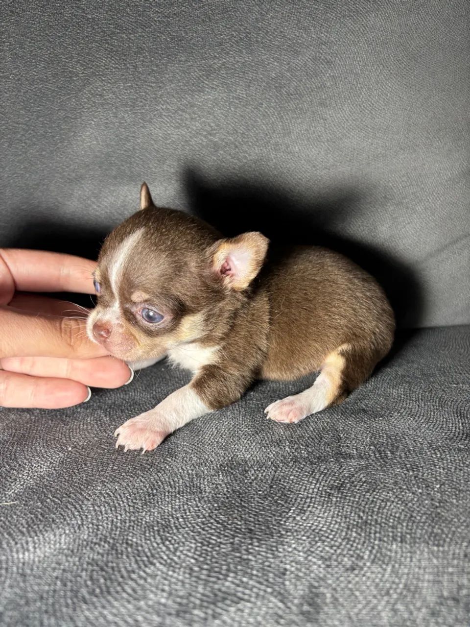 Filhote de chihuahua macho chocolate  - Foto 2