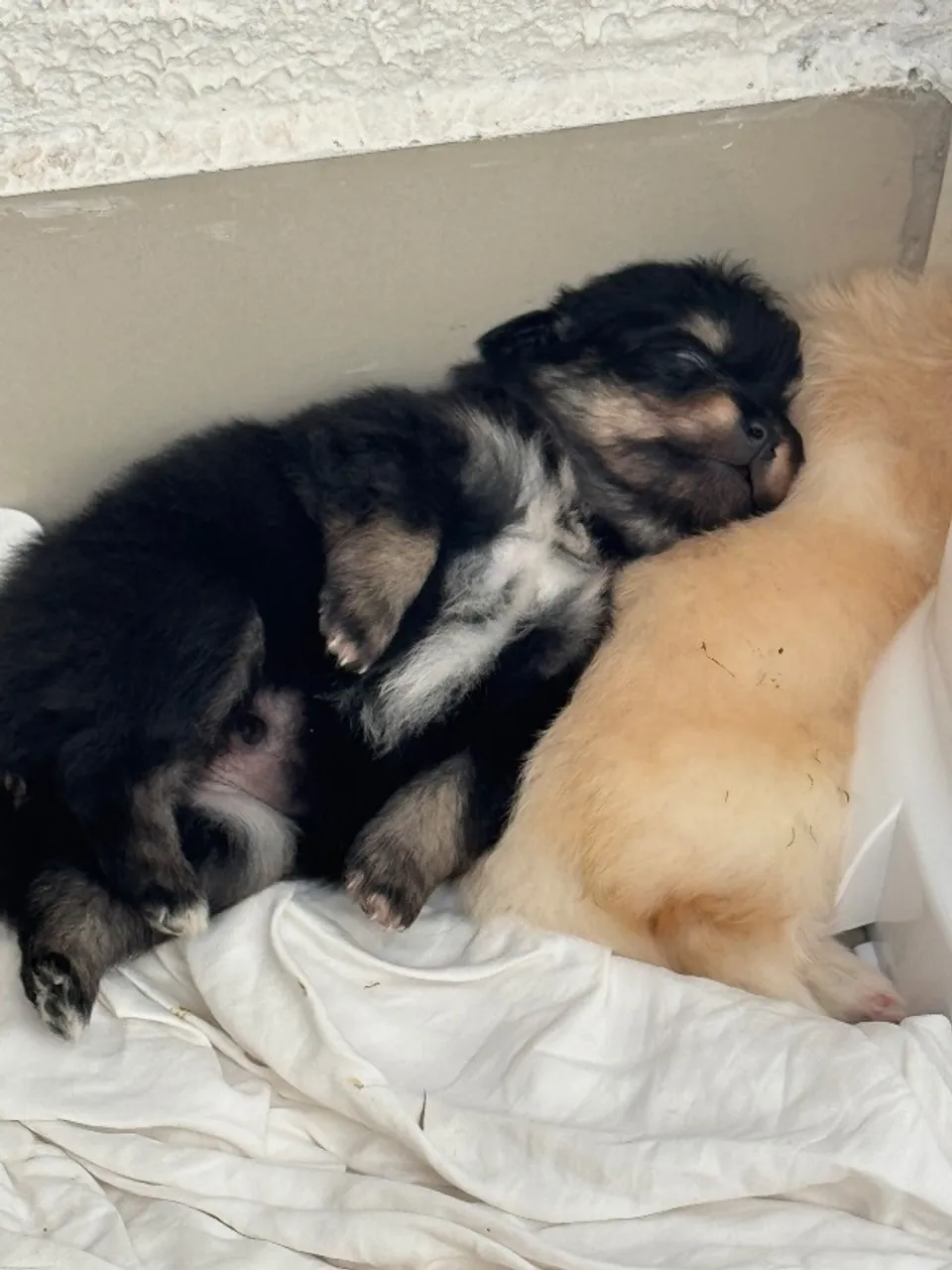 Filhotes de Spitz Alemão