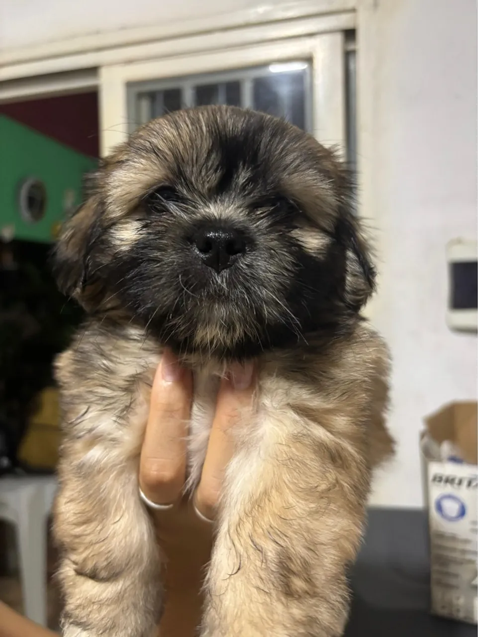 Filhote de Shih Tzu disponível para adoção