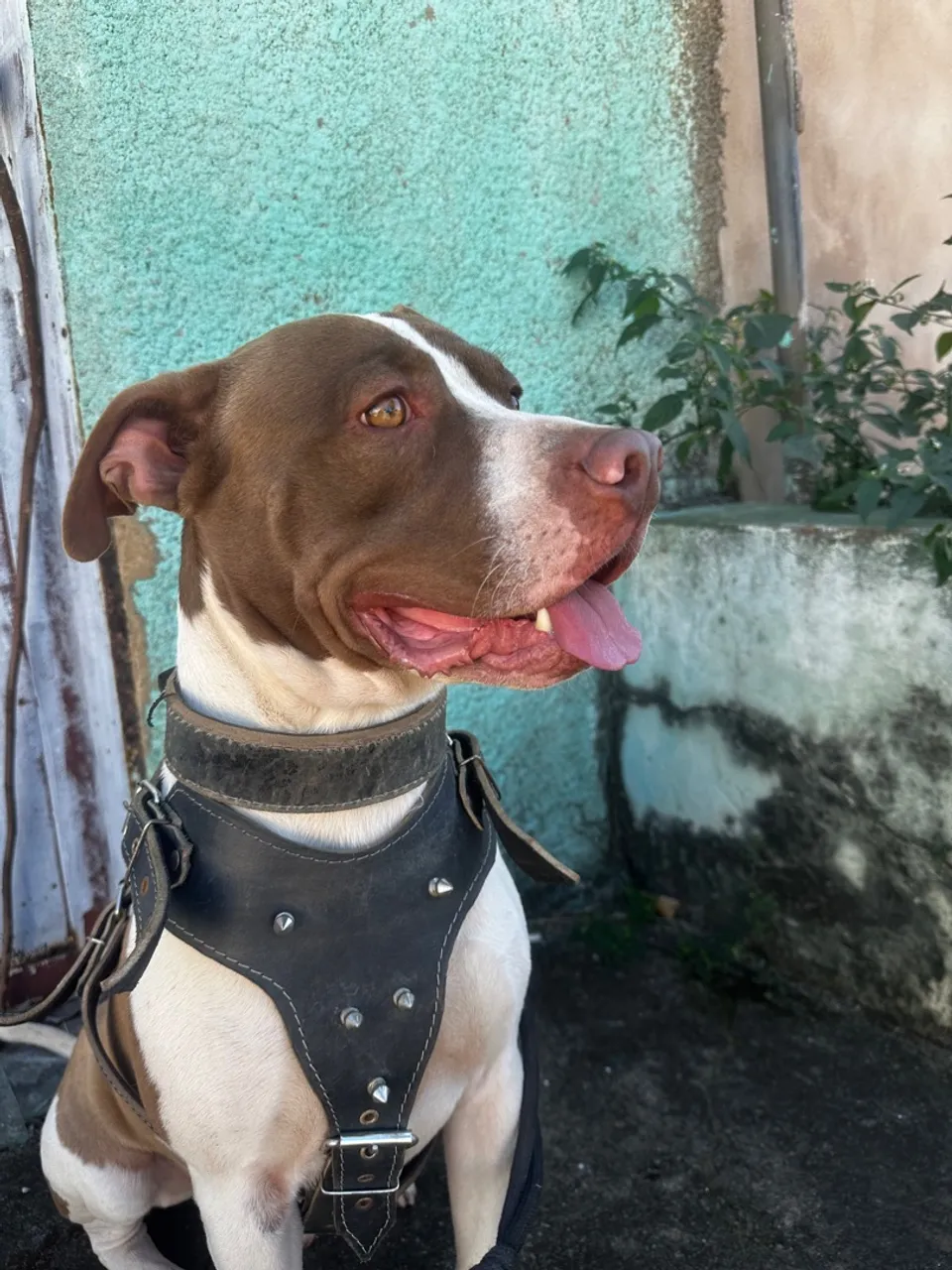 Pitbull com peitoral