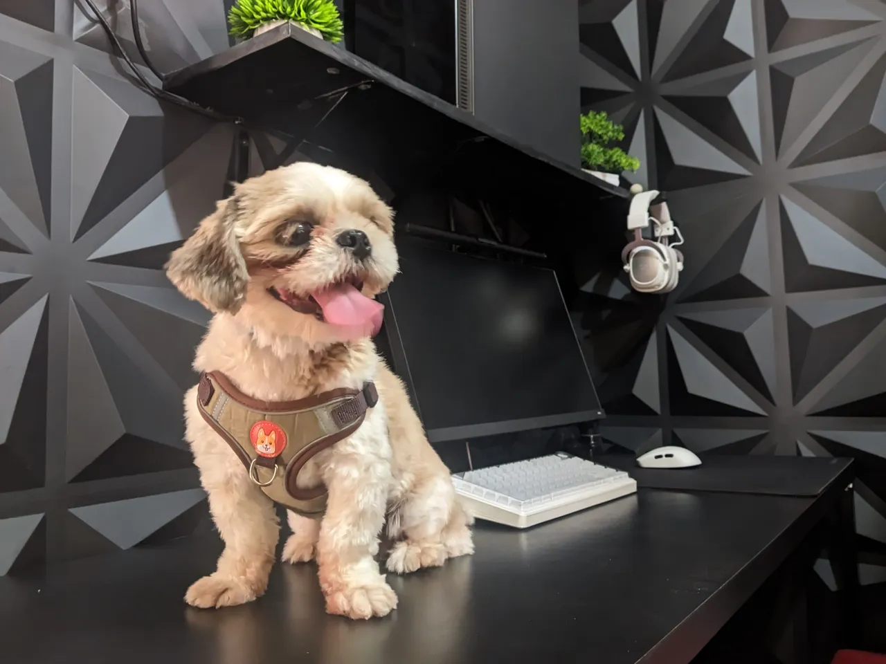 Shih Tzu raça pura, 1 ano