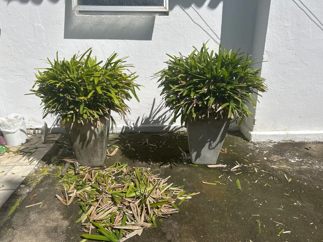 Vasos de plantas