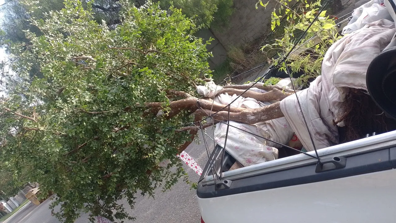 Arvore Bonsai para jardim