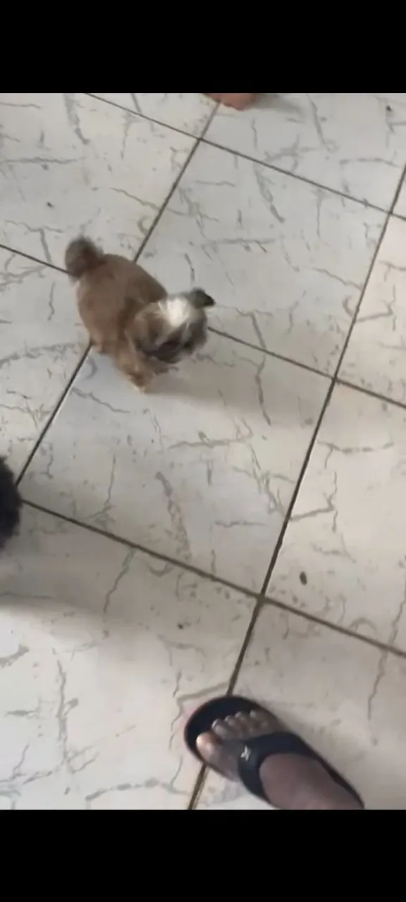  Shih Tzu Fêmea pura