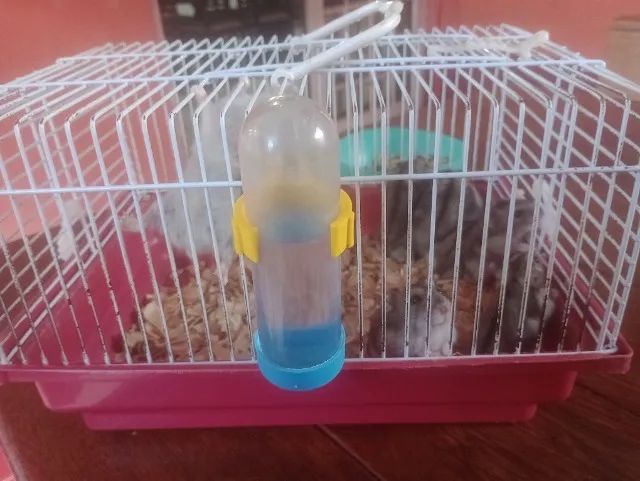 Vendo esses hamsters - Foto 4