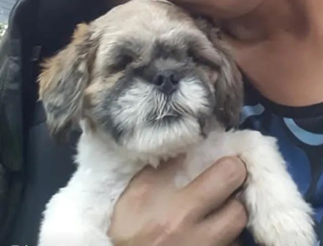 Ilhada apso