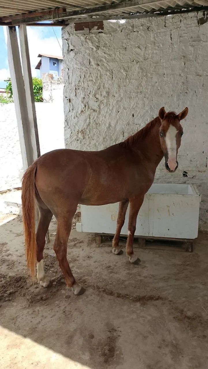 POTRO COM 1 ANO E 11 MESES PROMOÇÃO  - Foto 2