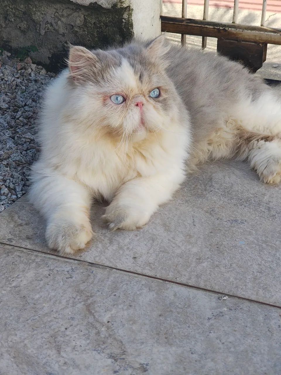 Gato Persa com Olhos Azuis pedigree 