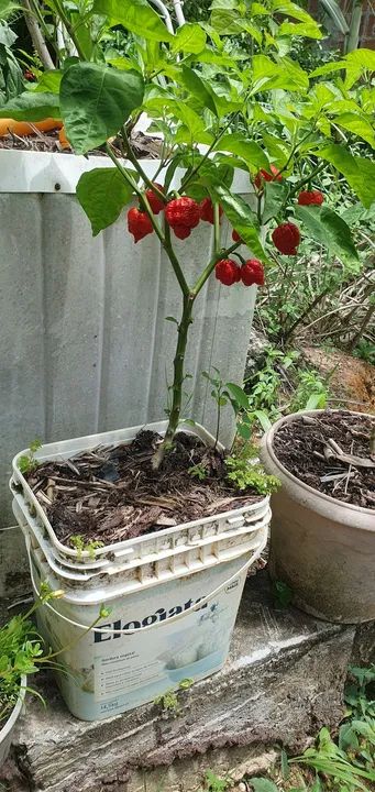 Pé de pimenta Carolina 