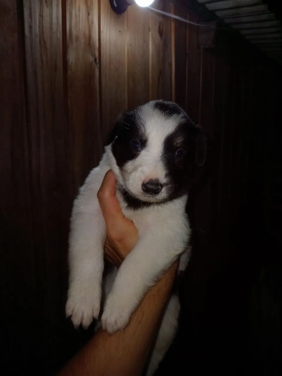 Machinho de boder collie puro disponível 