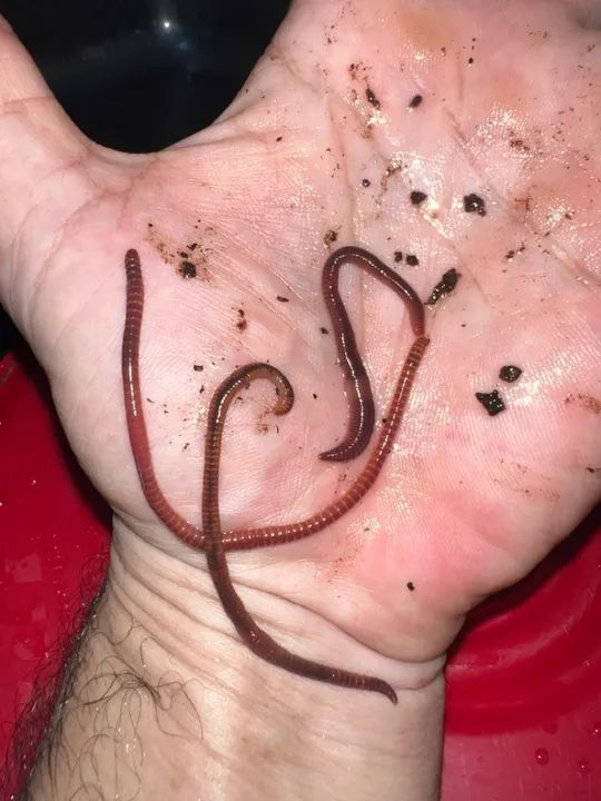 Minhocas vermelhas e africanas - Foto 4
