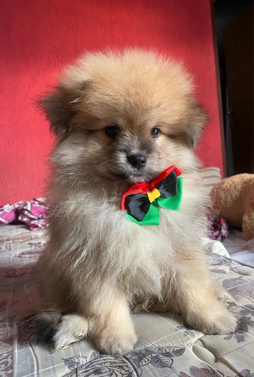 Spitz Alemão - Lulu da Pomerania Anão