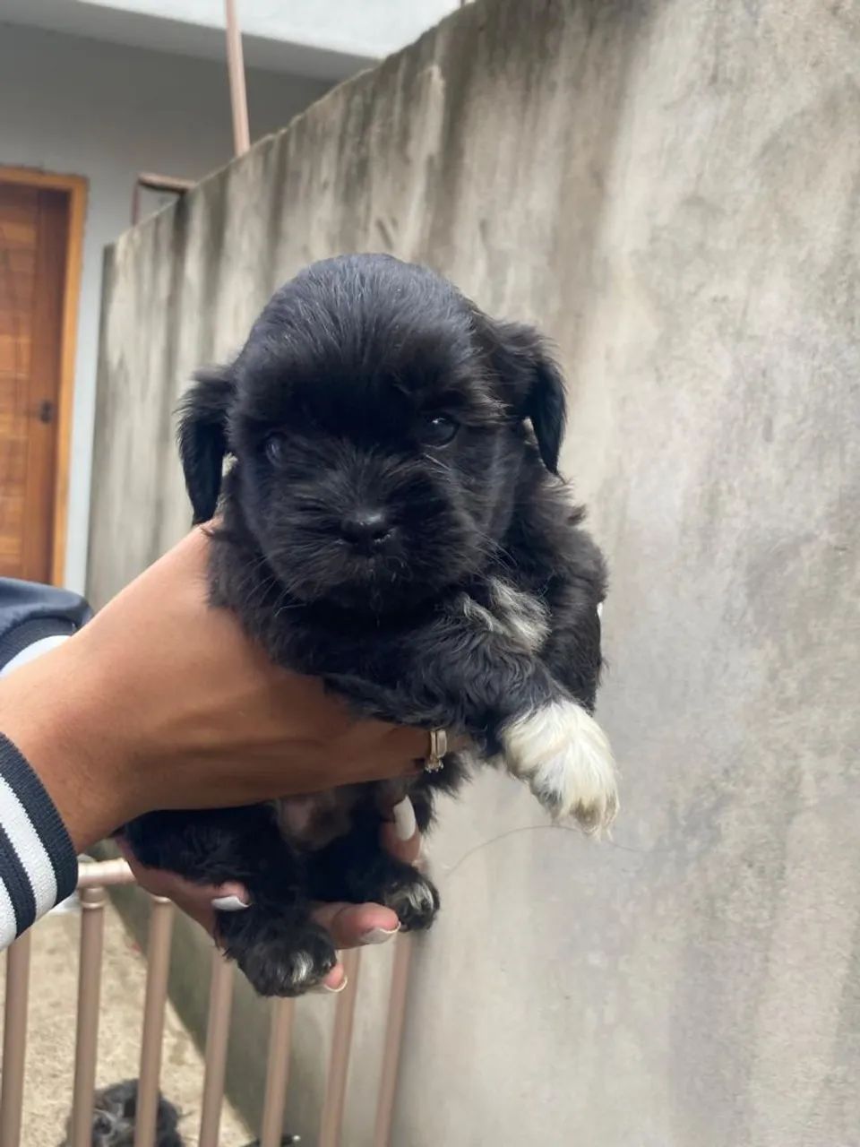Filhote de Shih Tzu/poodle - Foto 3