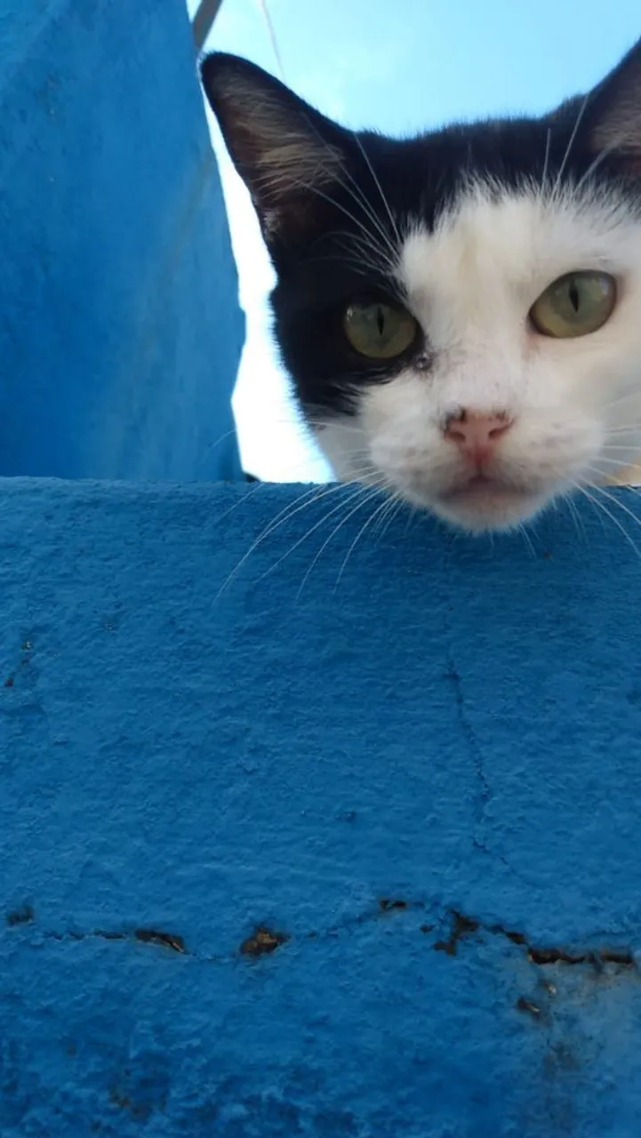 Gatinha castrada