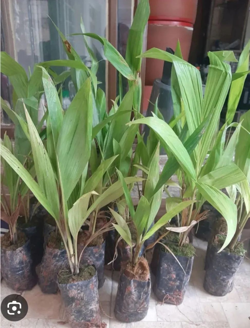 Mudas de Pupunha da Gorda - Foto 6