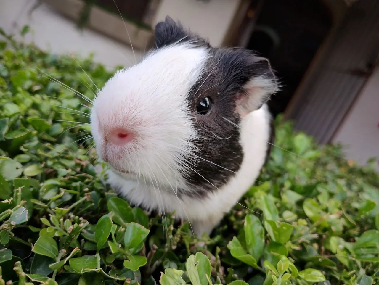 Porquinho da índia disponível  - Foto 2