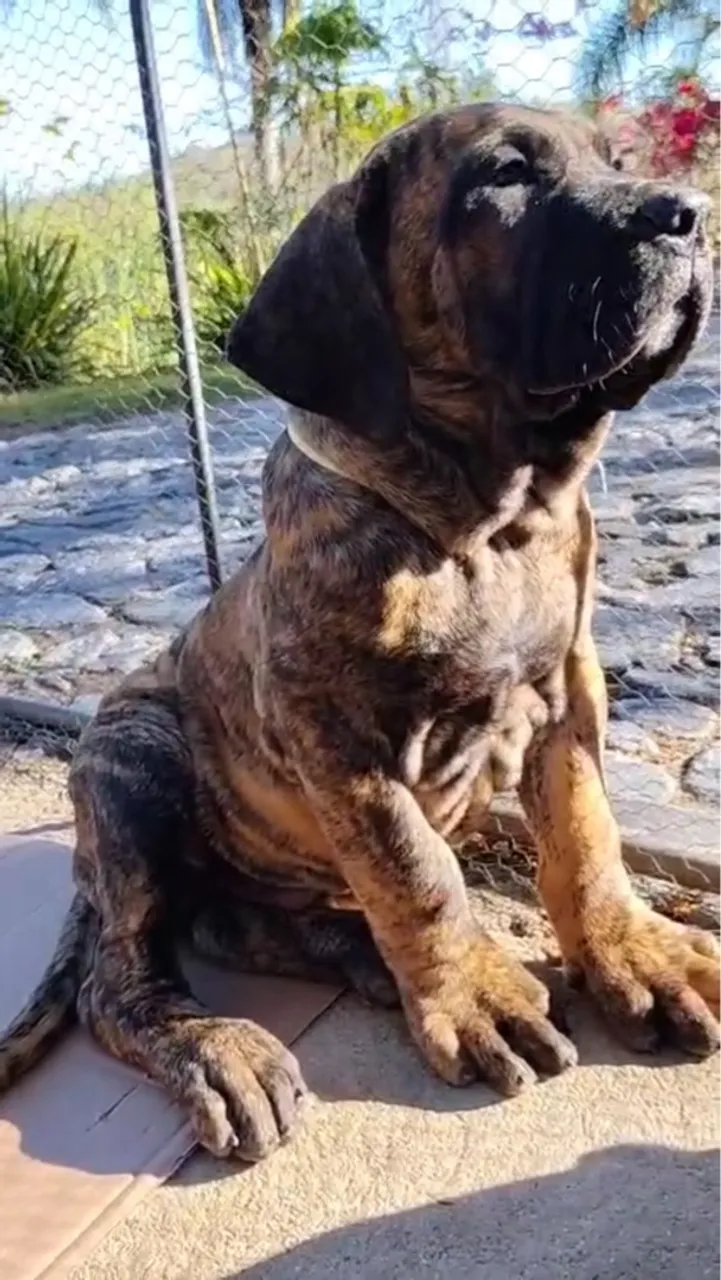 Filhote Fila Brasileiro