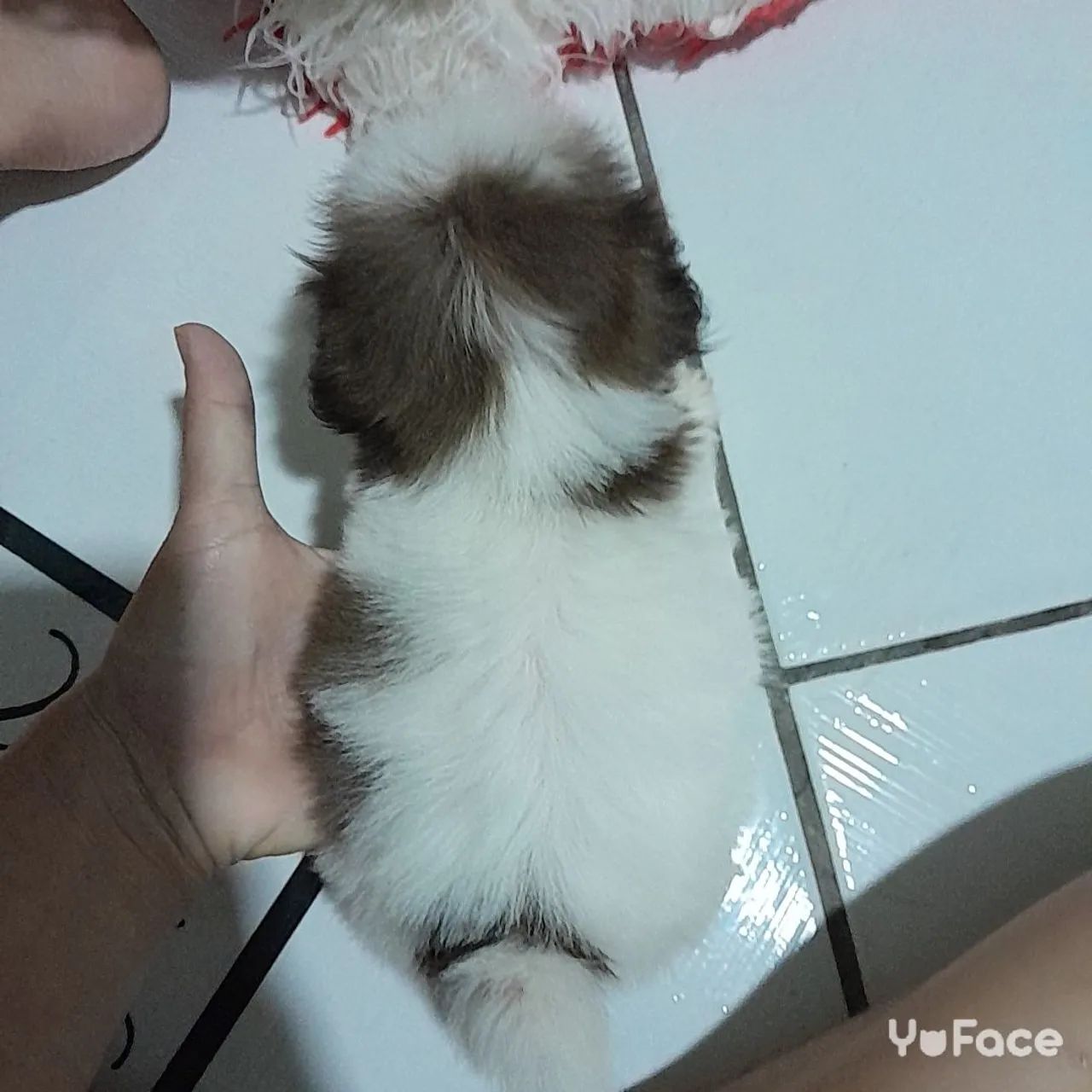 Shih Tzu Fêmea  - Foto 3