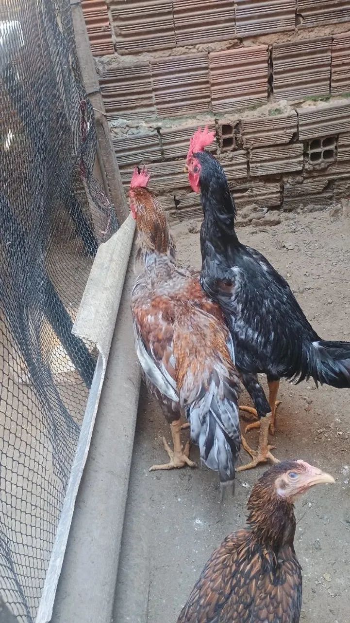 Frangos, e frangas da raça poedeira com índio gigante - Foto 2