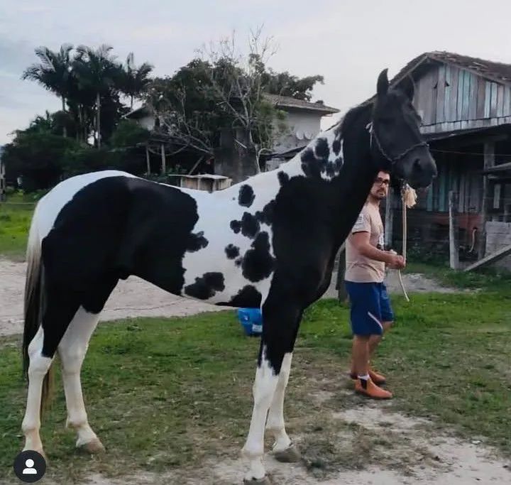 CAVALO MARCHADOR PAMPA DE PRETO HOMOZIGOTO 