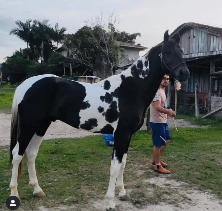 CAVALO MARCHADOR PAMPA DE PRETO HOMOZIGOTO
