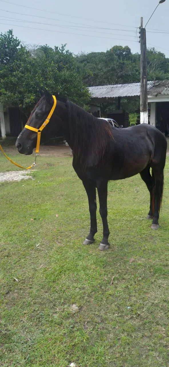 CAVALOS MANGALARGA TRÊS DE MARCHA PICADA.  - Foto 2