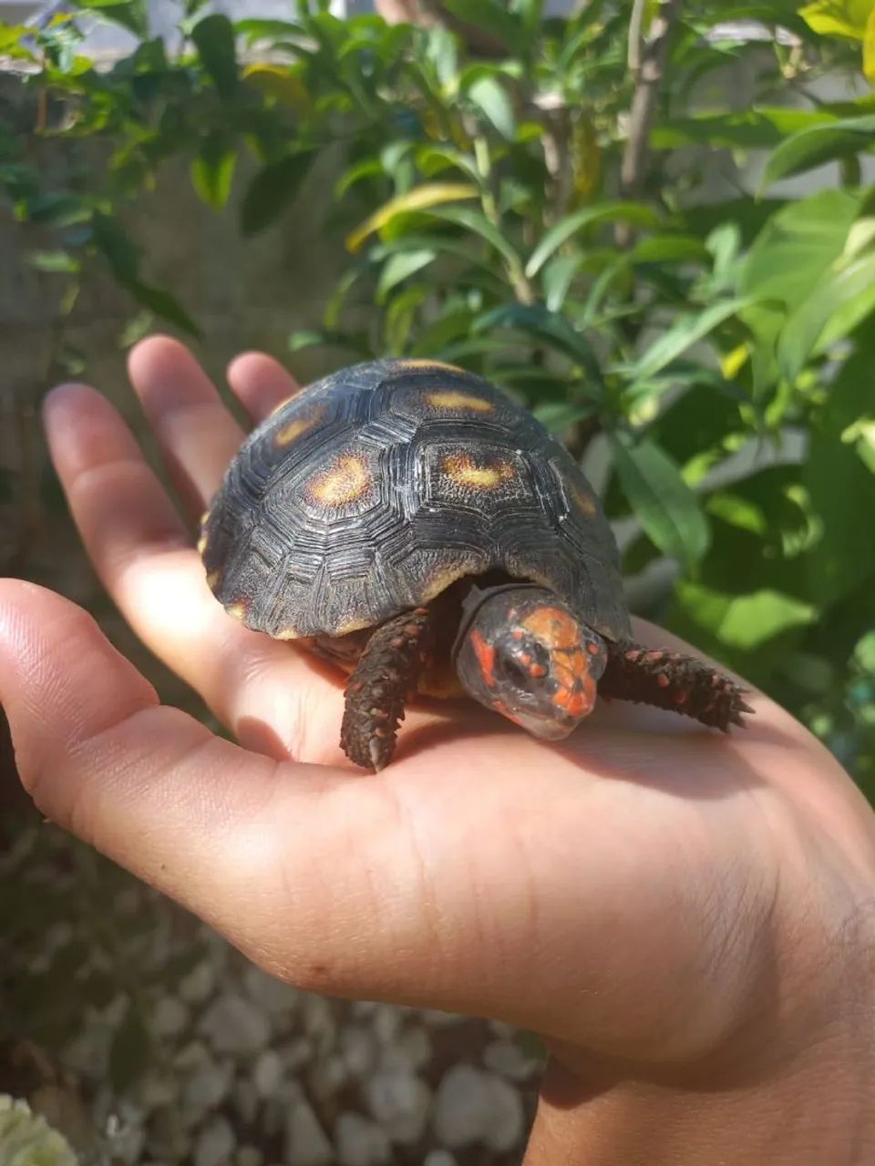 Doação de pequena Jabuti