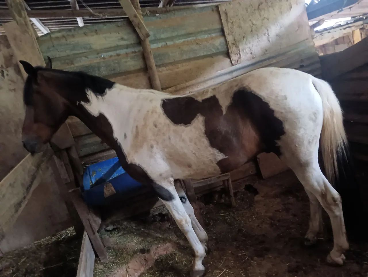 Vendo mangalarga marchador - Foto 2