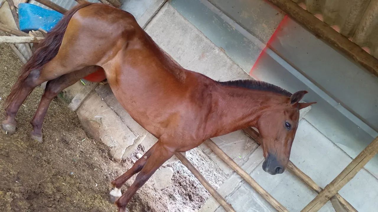 Égua mangalarga marchador mansa em charrete  - Foto 2