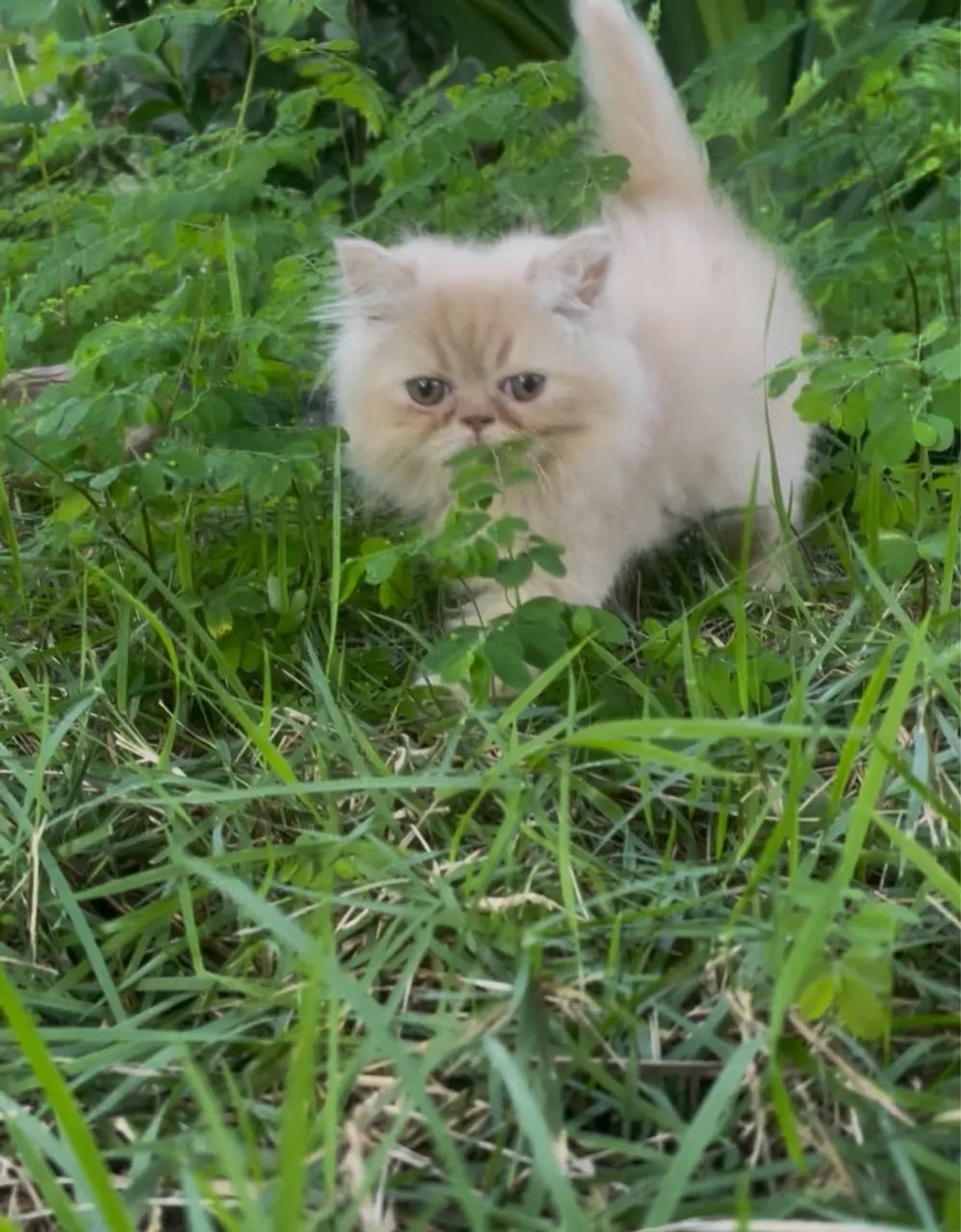 Linda gatinha persa 60 dias valor $1100  contato *49  - Foto 2