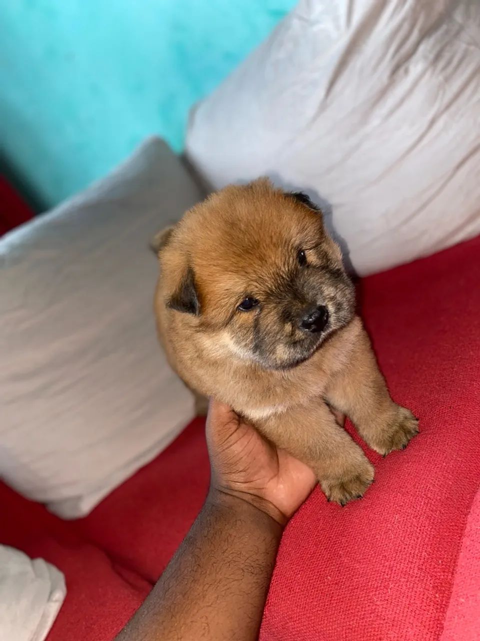 Filhote Chow-Chow - Foto 4