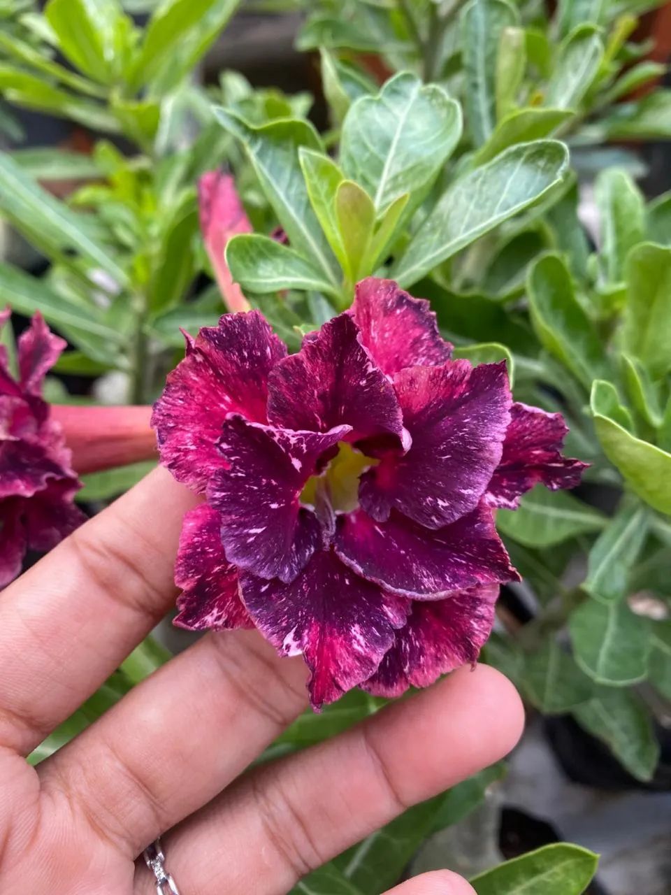 ROSA DO DESERTO - Foto 5