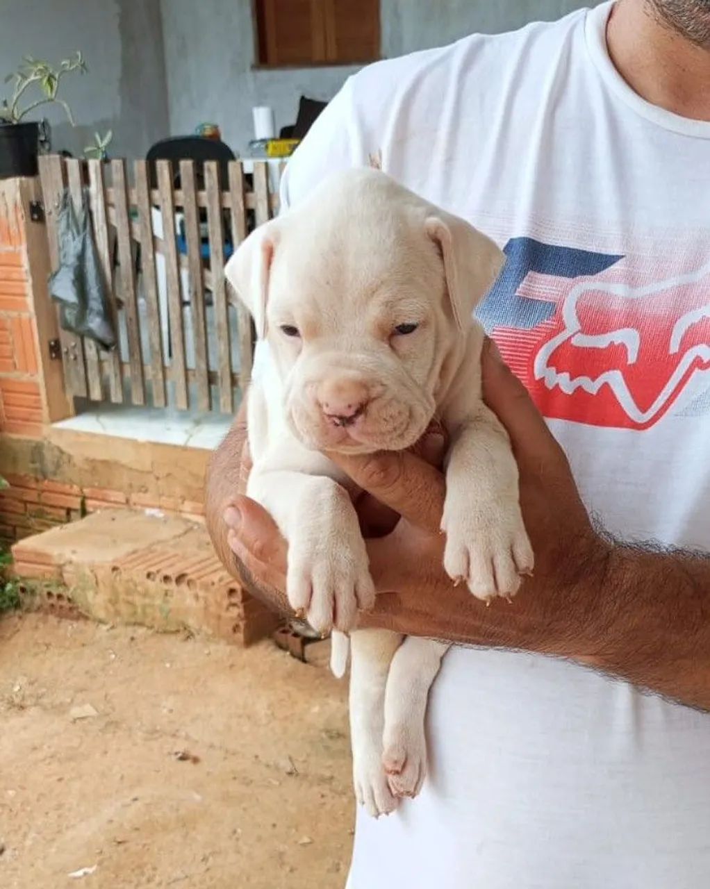 Filhote de Box 550$ - Foto 3