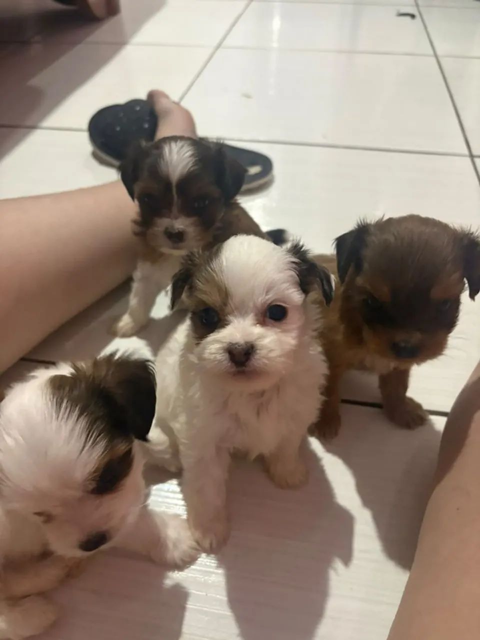 Disponível shihtzu com azape  - Foto 4