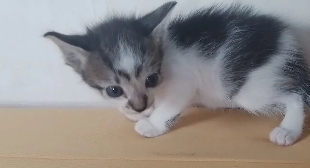 Gatinho macho pra doação 