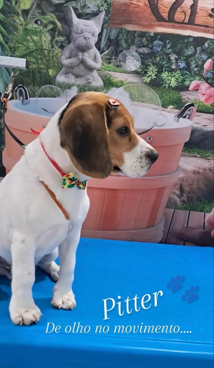 Cachorro beeagle