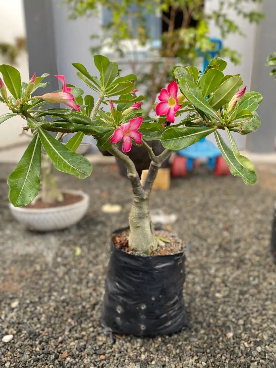 ROSA DO DESERTO GIGANTE  - Foto 3