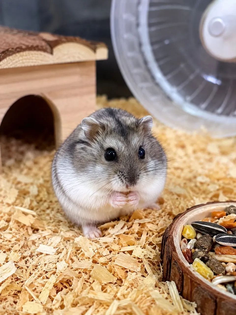 Hamster anão russo 