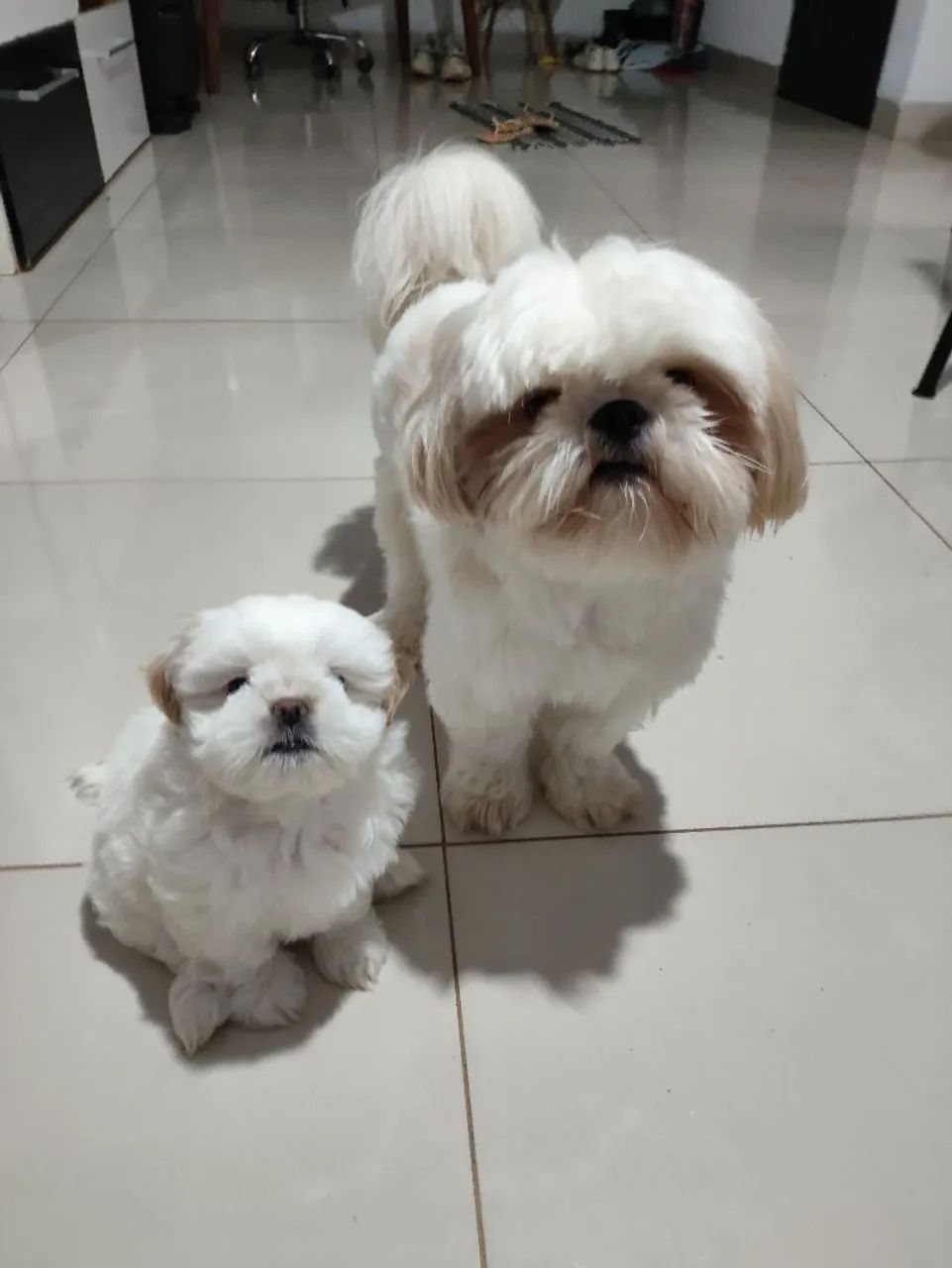Filhote de cachorro shitzu - Foto 2