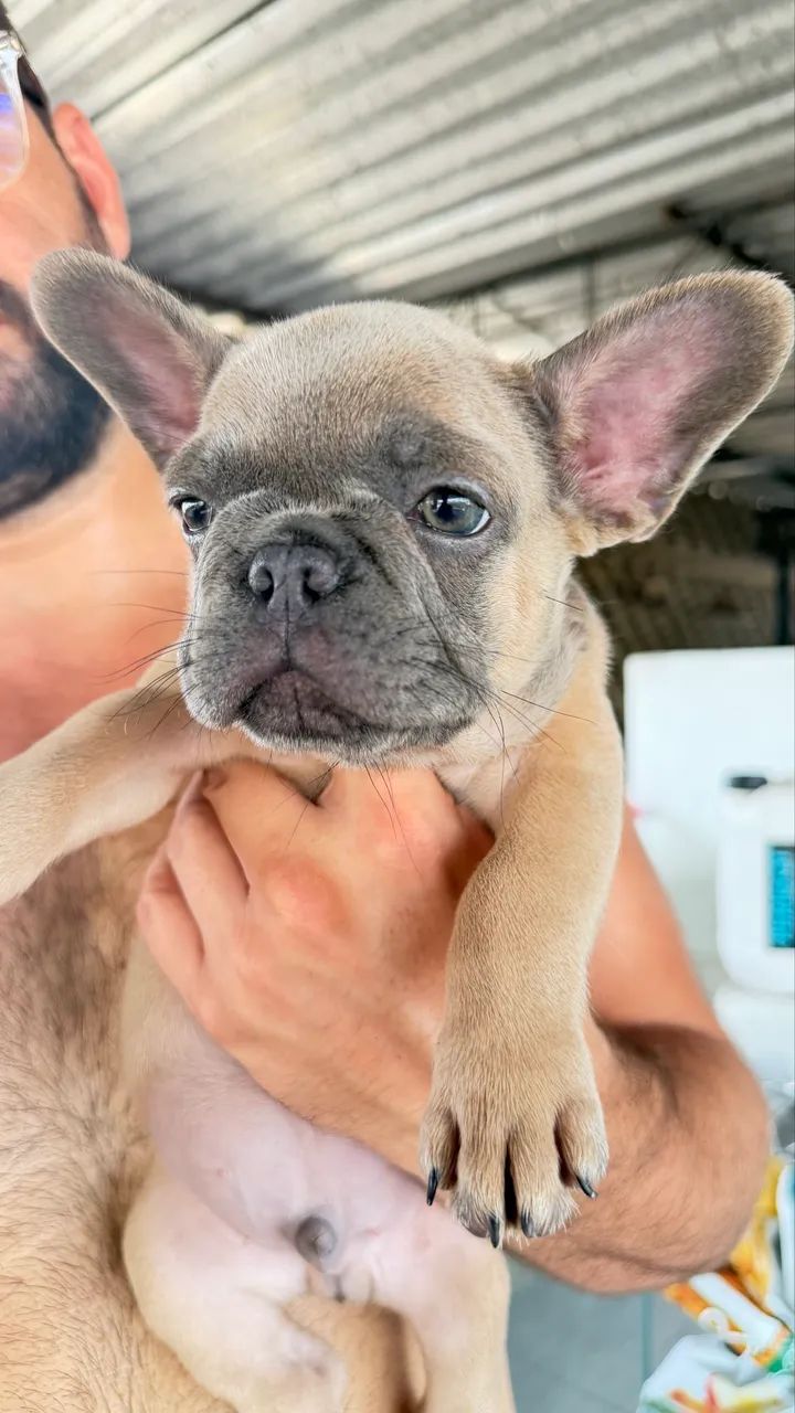 Buldogue  - Foto 2