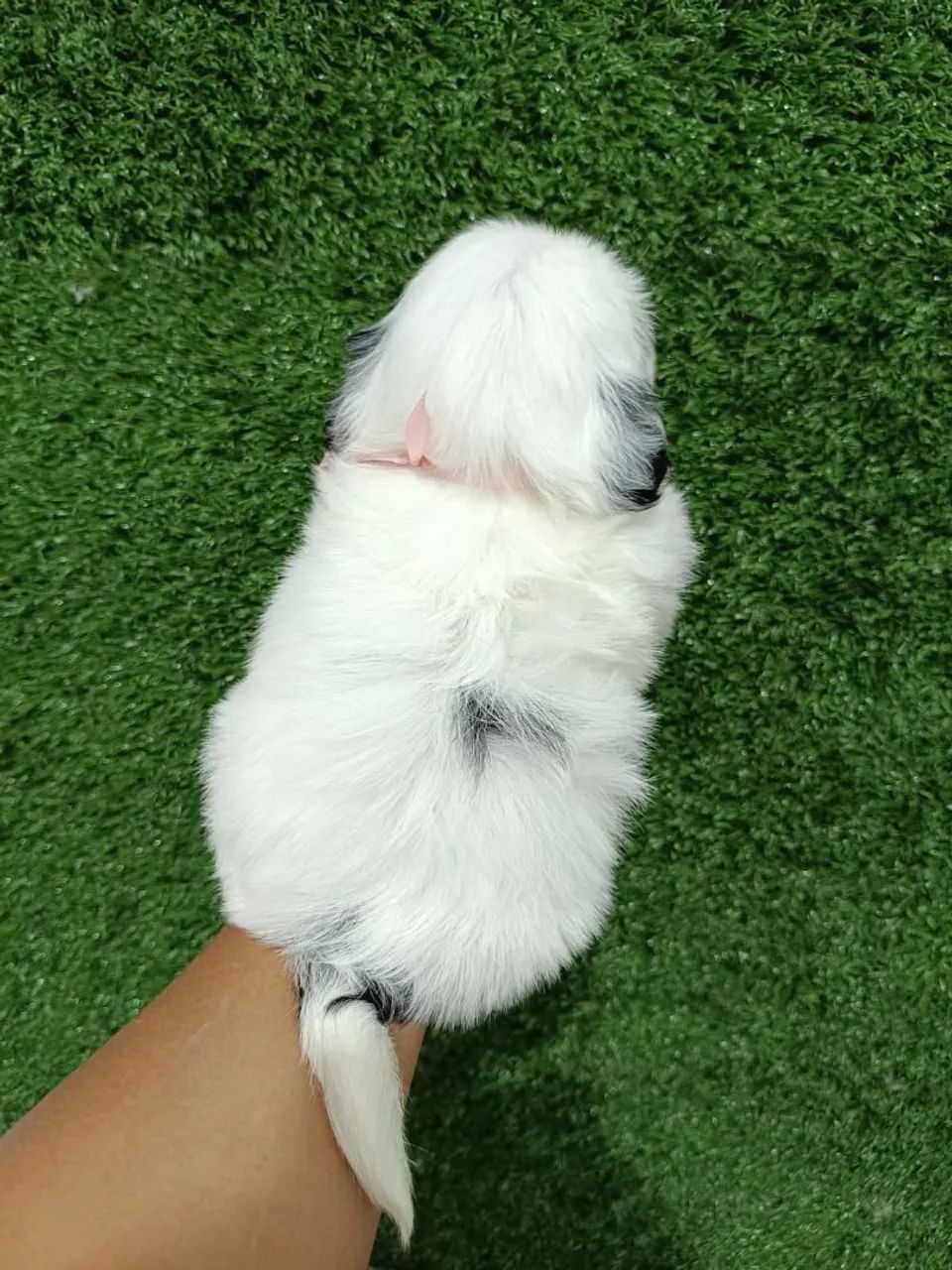 Shitzu macho mini - Foto 2