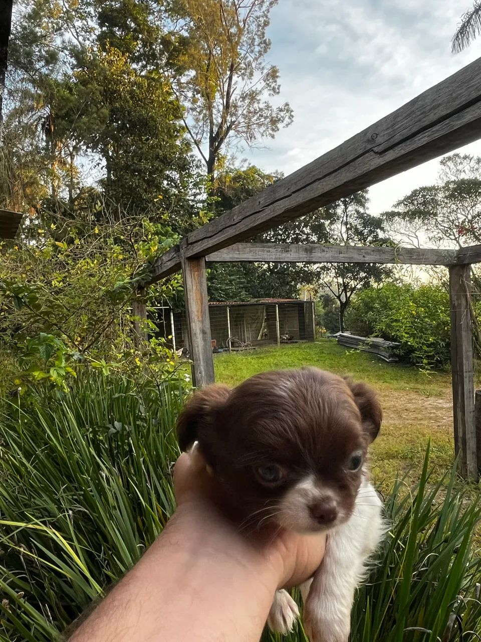 chihuahua